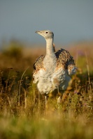 Drop velky - Otis tarda - Great Bustard 4419